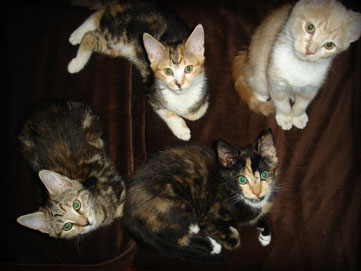 the first foster kittens graduates for 2008