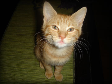 the fourth batch of foster kitten graduate for 2008