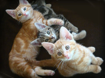 the seven session of foster kittens graduate for 2008