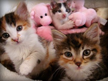 the first foster kitten graduates for 2009