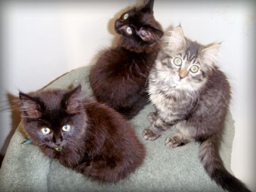 the second foster kitten graduates for 2009