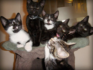 the third foster kitten graduates for 2009