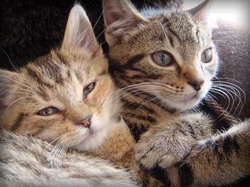 the fourth foster kitten graduates for 2009