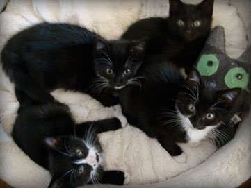 the fifth foster kitten graduates for 2009