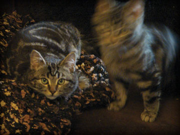 the sixth foster kitten graduates for 2009