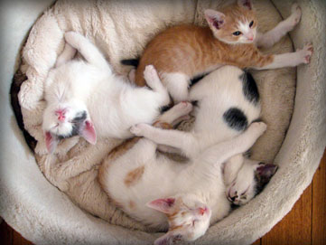 the eighth foster kitten graduates for 2009