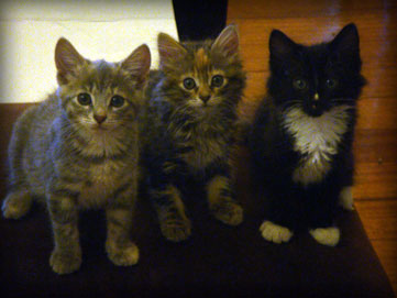 the eleventh session of foster kitties graduates for 2009