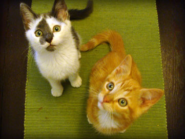 the first session of foster kitties graduates for 2010