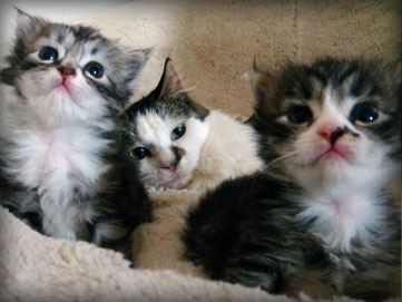 the second session of foster kitties graduates for 2010