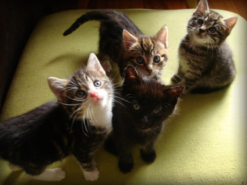 the fourth session of foster kitties graduates for 2010