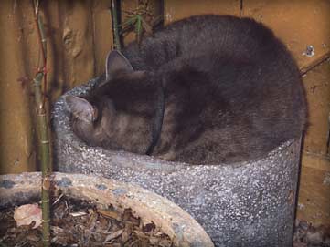 smoggy squeezed into a pot around my japanese maple tree