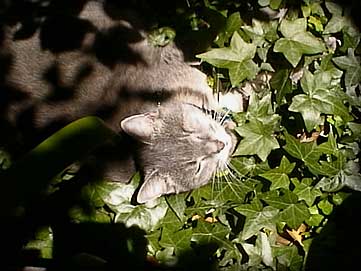 smoggy loving the sunshine sitting outside in amongst the ivy.