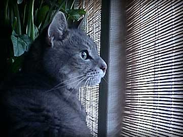 smoggy looking out through the window pondering the new year.