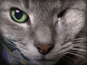 a beautiful close-up portrait of smoggy.