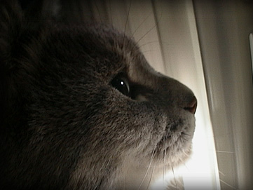 a very sweet smoggy looking through the radiator.