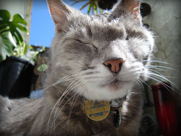 a gorgeous photo of smoggy sitting outside in the sunshine.