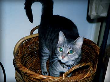 smoggy in a basket