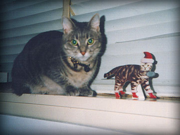 smoggy’s second christmas, seen here with a cat santa