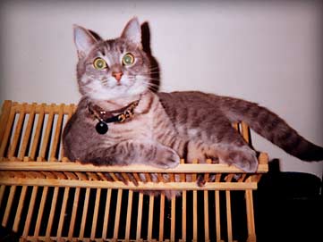 one fat cat squeezed on a dish rack