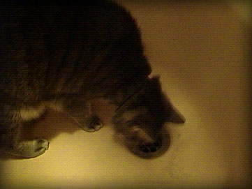 smoggy returns to the scene of the crime... the bath tub.