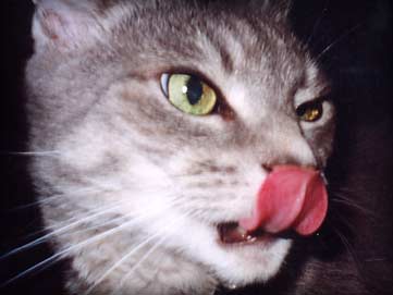 a magnificent pink pussycat tongue licking his nose