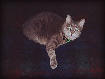 smoggy curled up on a tarton rug with an outstretched paw.